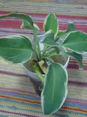 Enlarge photo 4
