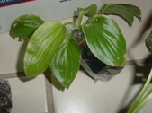 Enlarge photo 3