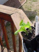 Enlarge photo 2