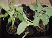 Enlarge photo 7