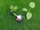 Enlarge photo 4