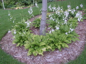 Enlarge photo 83