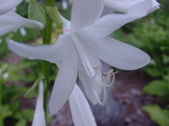 Enlarge photo 84