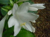 Enlarge photo 108