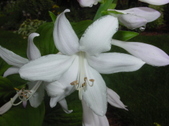 Enlarge photo 44