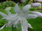 Enlarge photo 45