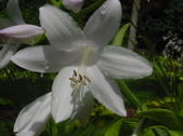 Enlarge photo 48
