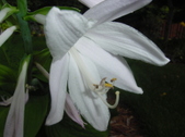 Enlarge photo 63