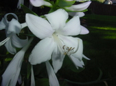 Enlarge photo 118
