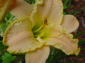 Enlarge photo 41
