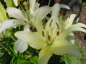 Enlarge photo 43