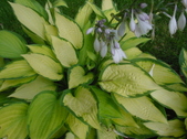 Enlarge photo 59
