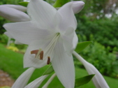 Enlarge photo 109