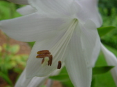 Enlarge photo 110