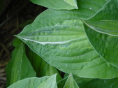 Enlarge photo 35