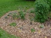 Enlarge photo 62