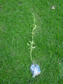Enlarge photo 2