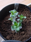 Enlarge photo 33