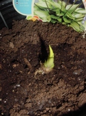 Enlarge photo 37