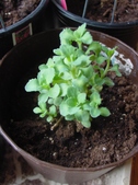 Enlarge photo 32
