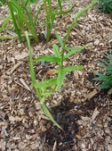 Enlarge photo 42