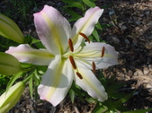 Enlarge photo 37