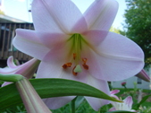 Enlarge photo 245