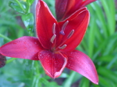 Enlarge photo 218