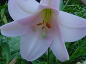 Enlarge photo 246
