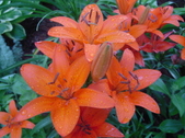 Enlarge photo 220