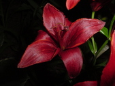 Enlarge photo 307