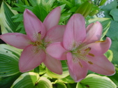 Enlarge photo 282
