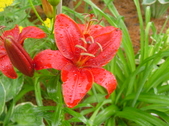 Enlarge photo 236