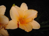 Enlarge photo 303