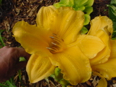 Enlarge photo 239