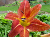 Enlarge photo 241
