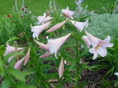 Enlarge photo 288