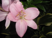 Enlarge photo 308
