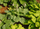 Enlarge photo 268
