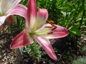 Enlarge photo 173