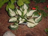 Enlarge photo 296