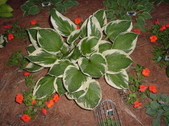 Enlarge photo 297
