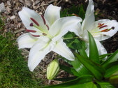 Enlarge photo 135