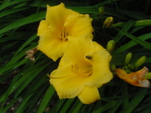 Enlarge photo 131