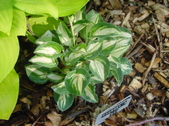 Enlarge photo 7