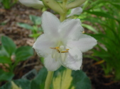 Enlarge photo 126