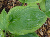 Enlarge photo 221