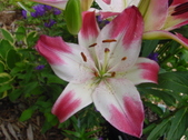 Enlarge photo 129