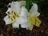 Enlarge photo 219