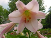 Enlarge photo 252
